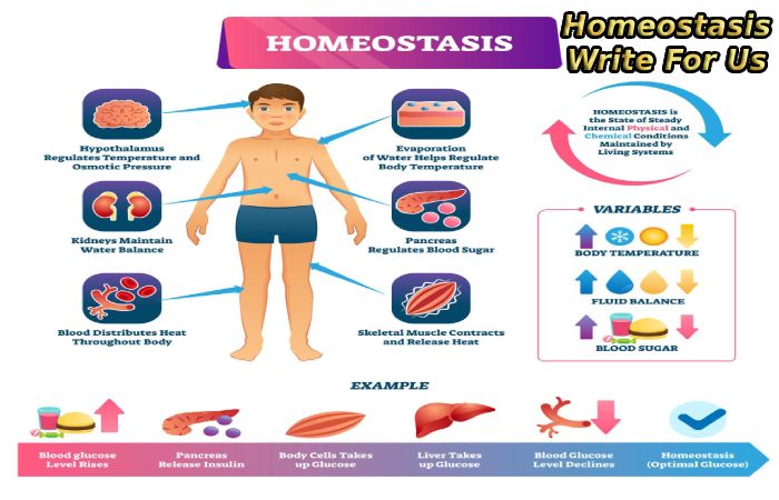 Homeostasis Write For Us